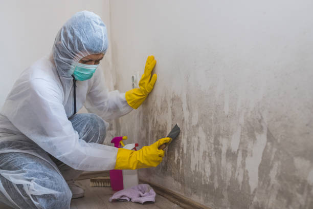 Best Mold Odor Removal Services  in Kalkaska, MI