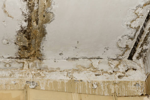 Mold Remediation for Vacation Homes in Kalkaska, MI