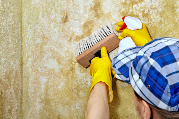 Best Post-Construction Mold Inspection  in Kalkaska, MI