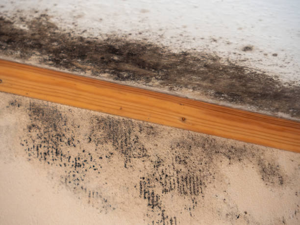 Best Attic Mold Removal  in Kalkaska, MI