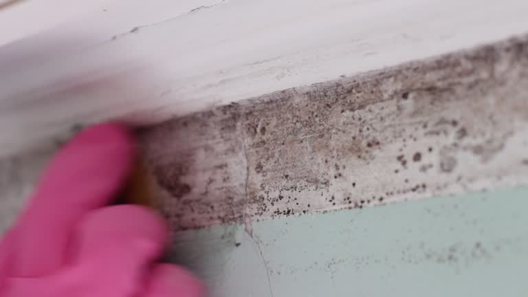 Best Industrial Mold Remediation  in Kalkaska, MI